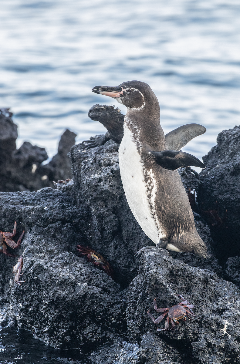 Galapagos Penguin - ML617643508