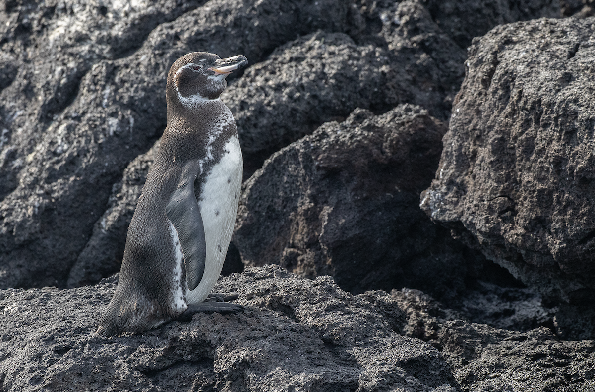 Galapagos Penguin - ML617643509