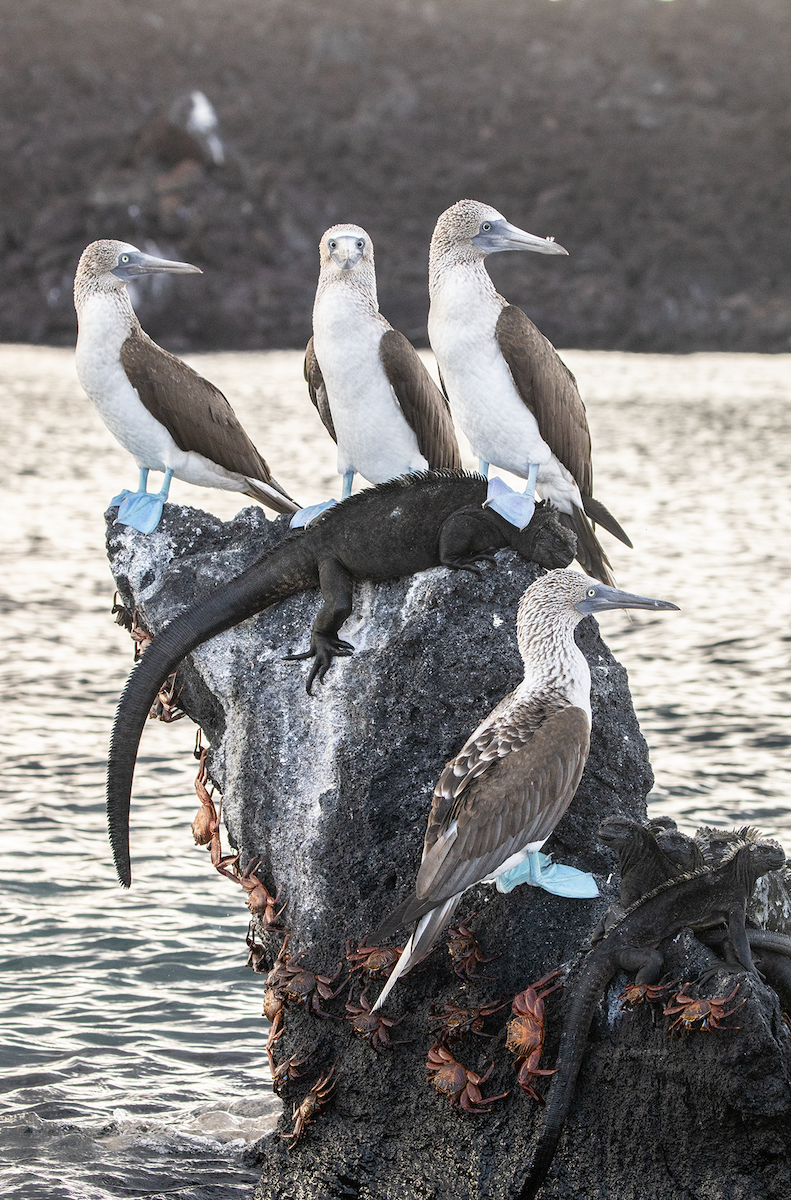 Blue-footed Booby - Ernst Mutchnick