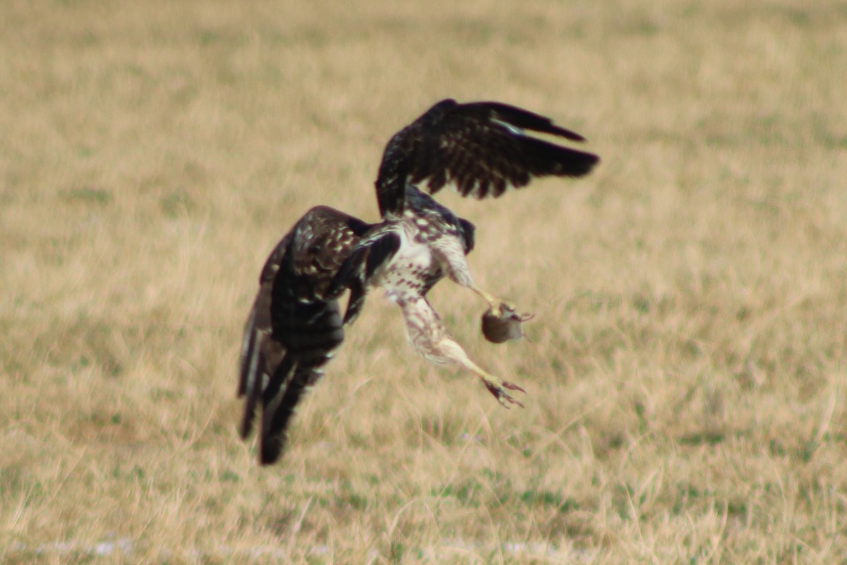 Red-tailed Hawk (calurus/alascensis) - ML617643531