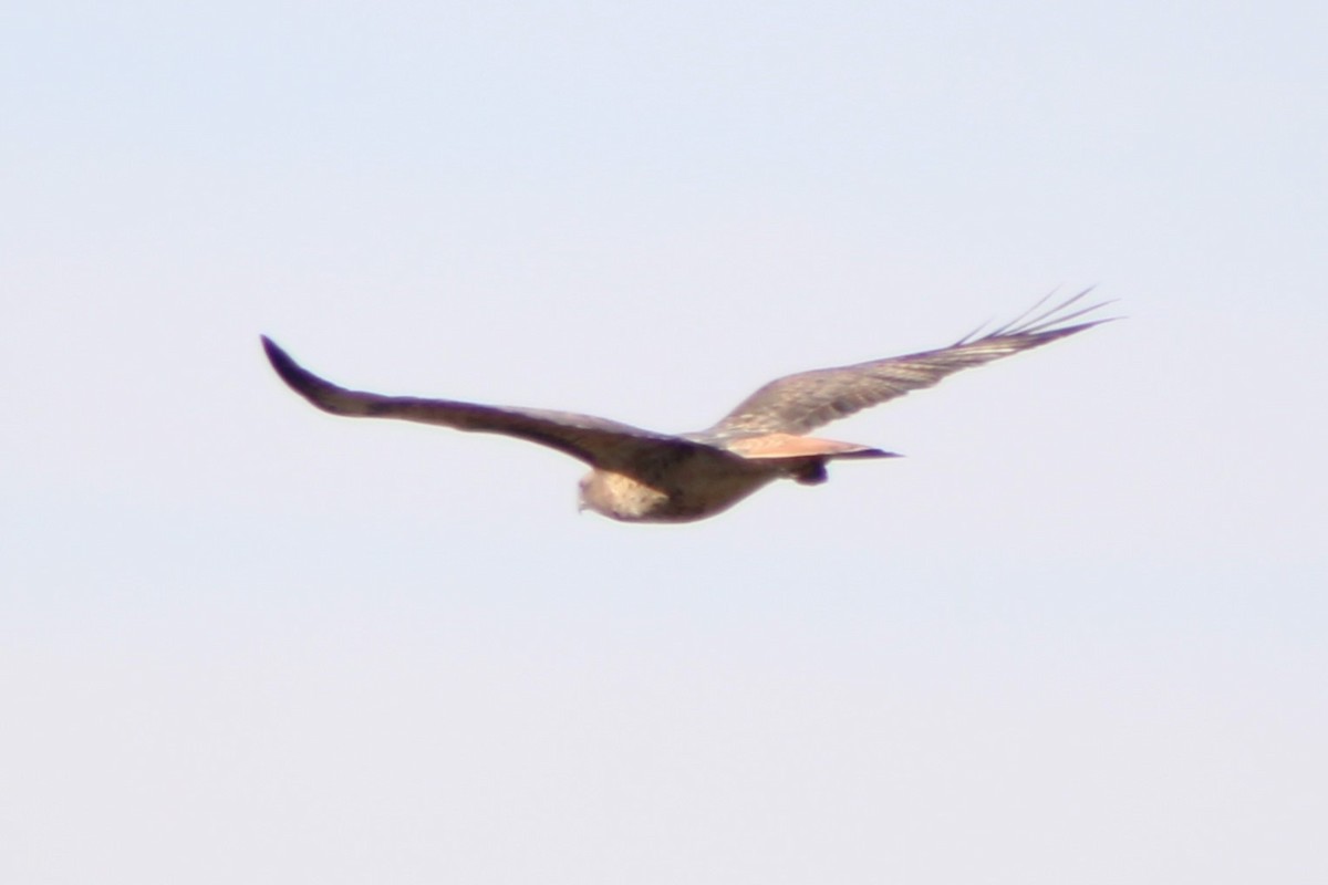 Red-tailed Hawk (calurus/alascensis) - ML617643551