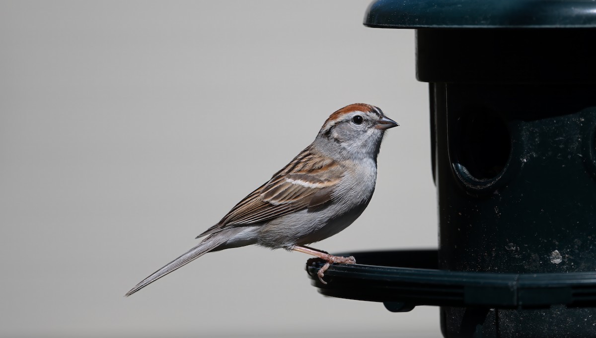 Chipping Sparrow - Harvey Fielder