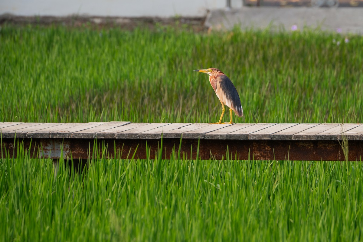 Chinese Pond-Heron - Karnkaew Tribuddharatana