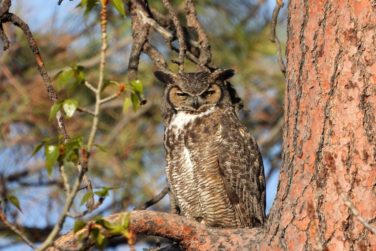 Great Horned Owl - ML617643757