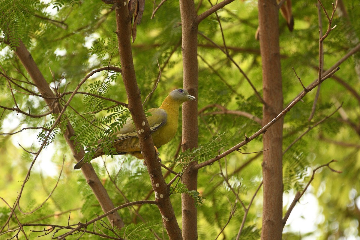 Yellow-footed Green-Pigeon - ML617643767