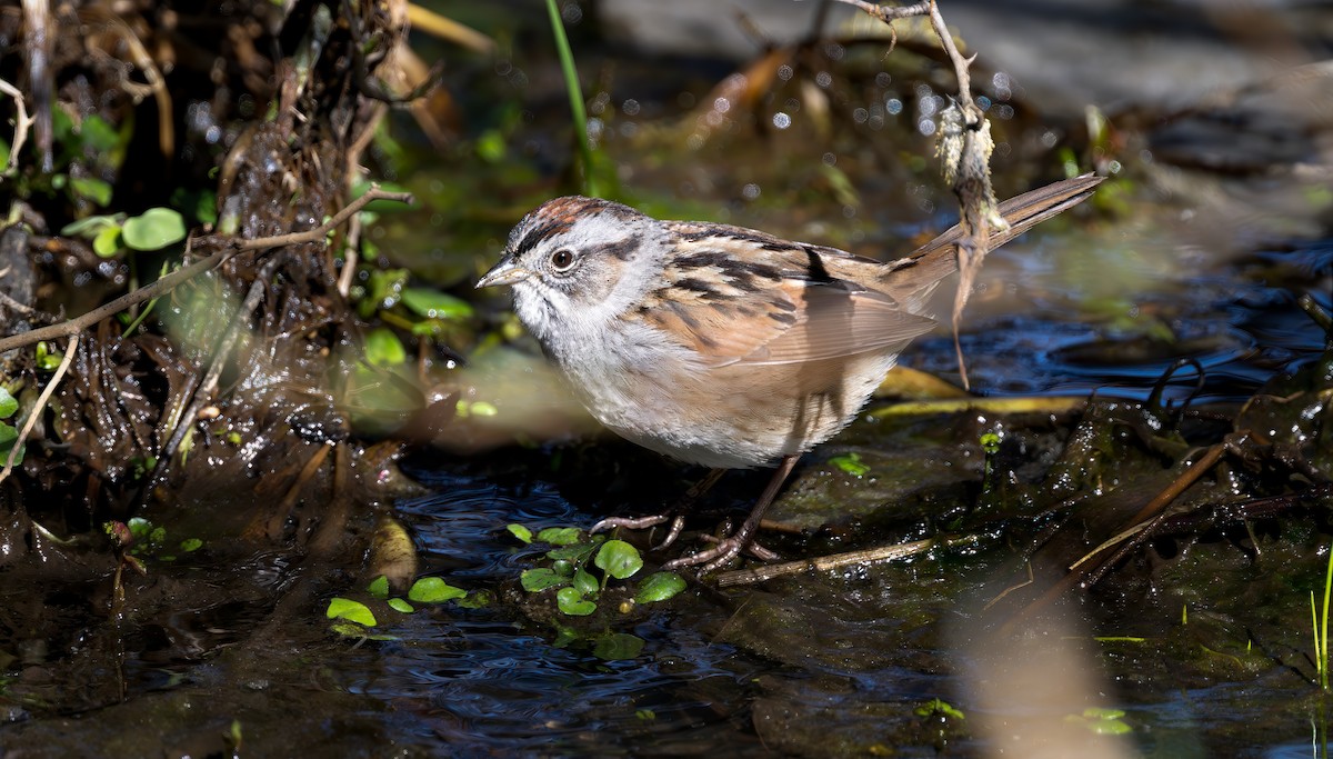 Swamp Sparrow - Harvey Fielder