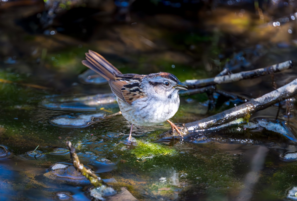 Swamp Sparrow - ML617643770