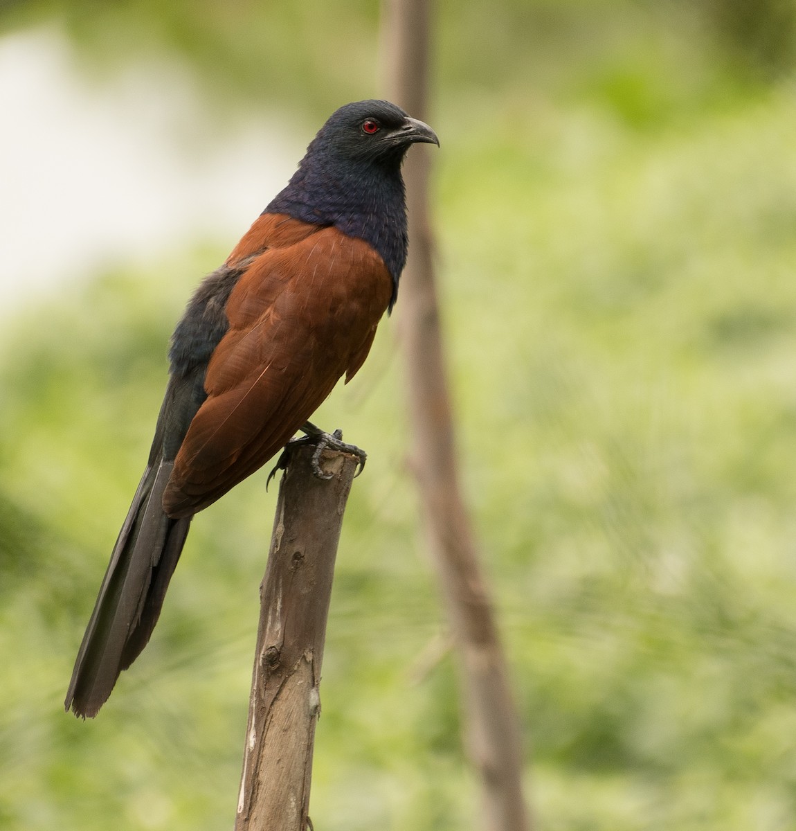 Greater Coucal - ML617643775