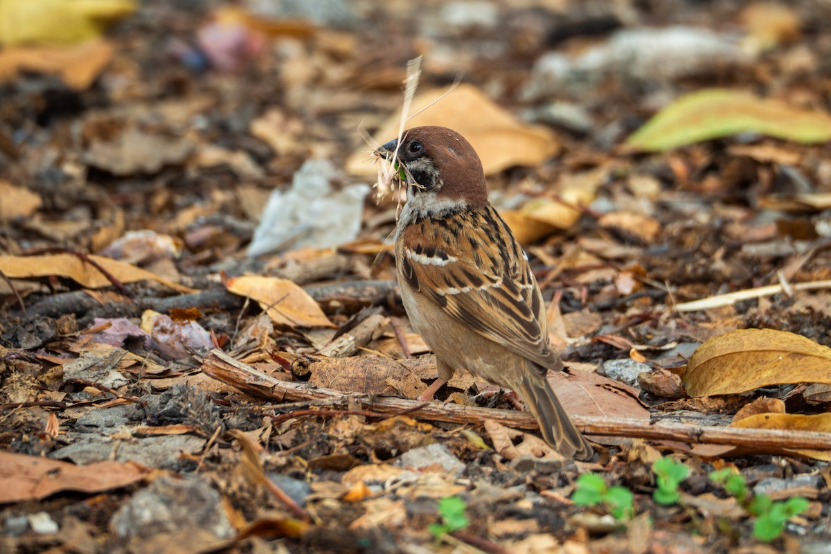 Eurasian Tree Sparrow - Karnkaew Tribuddharatana