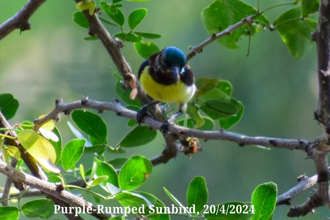 Purple-rumped Sunbird - Dr Sudhir  Jain