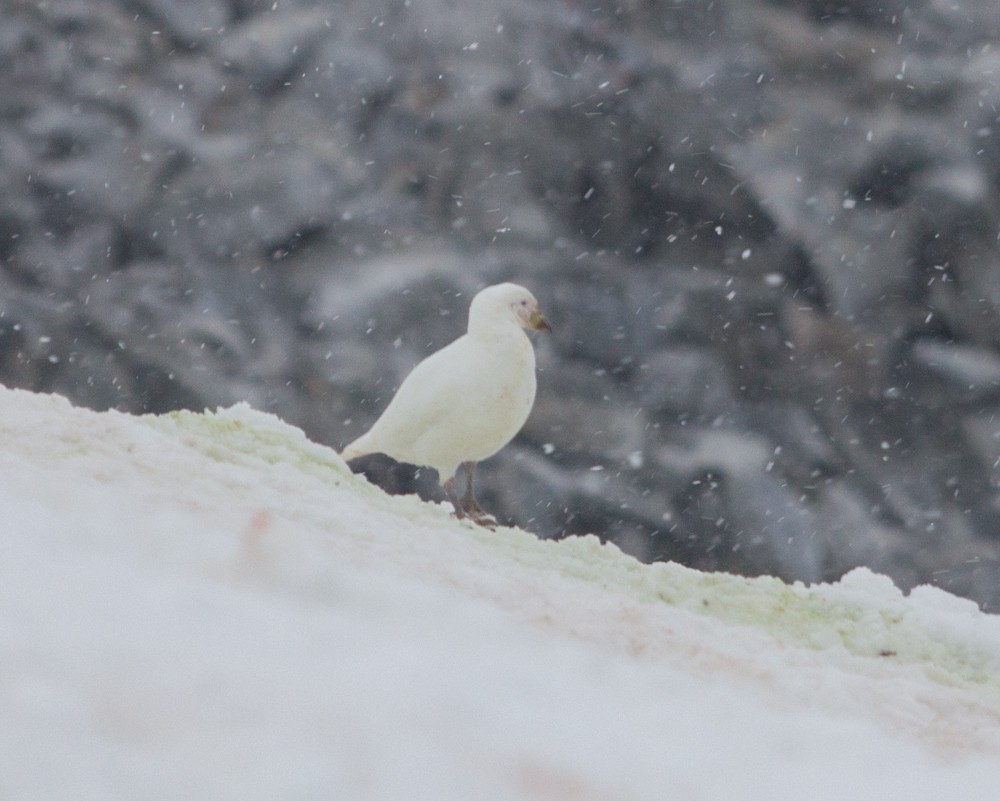 Snowy Sheathbill - Lindy Fung