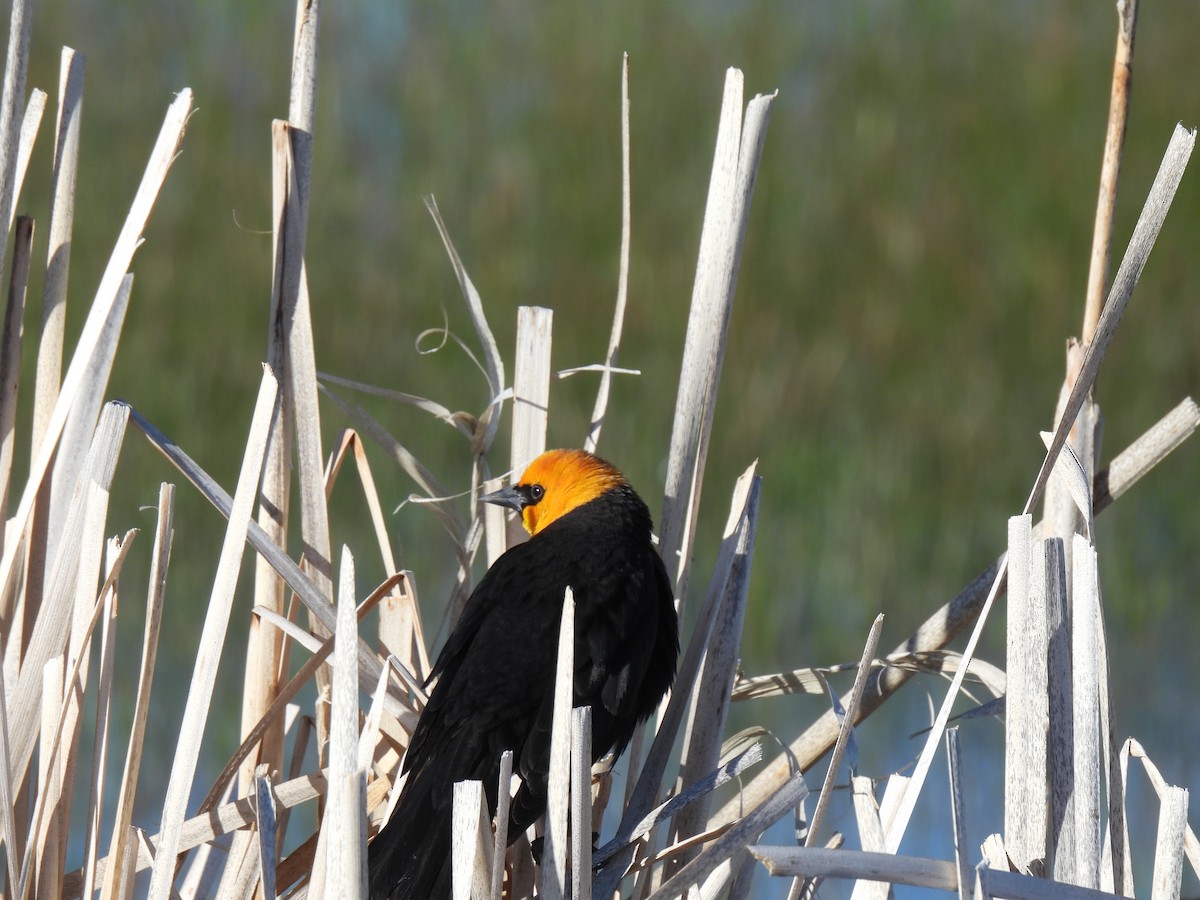 Yellow-headed Blackbird - Margi Finch