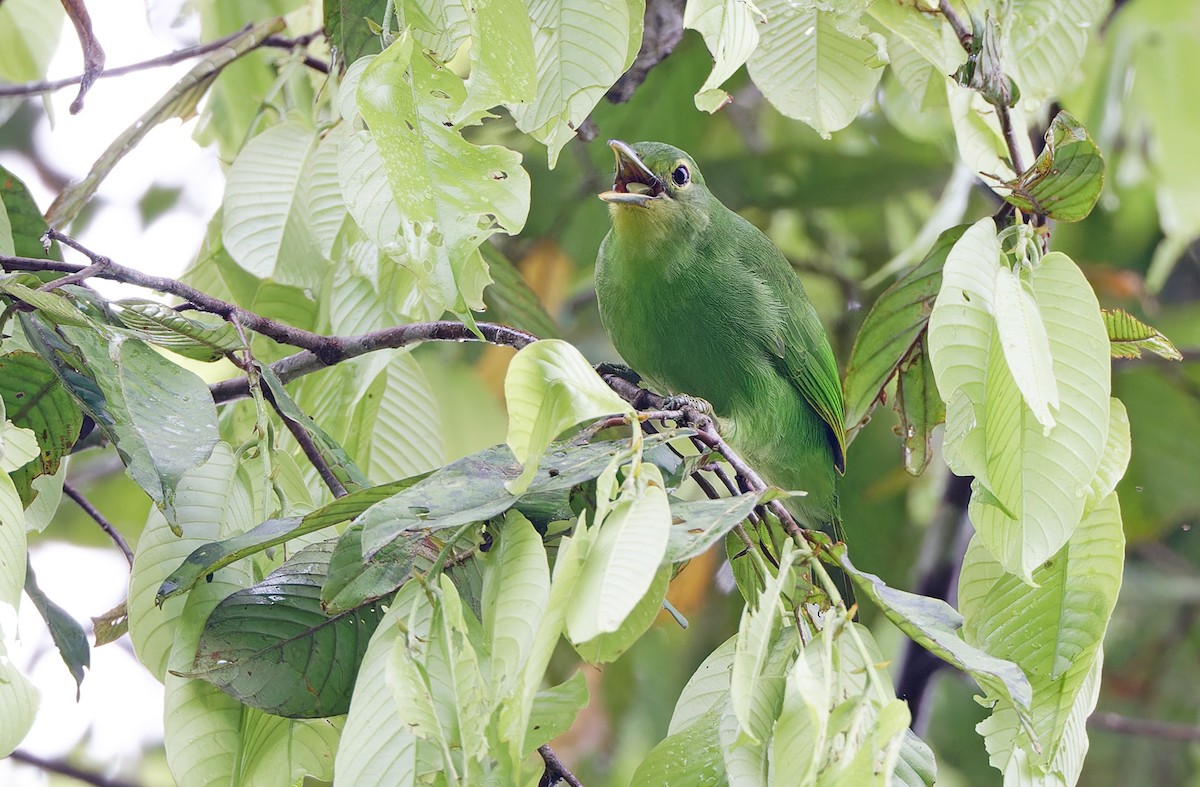 Philippine Leafbird - ML617643862