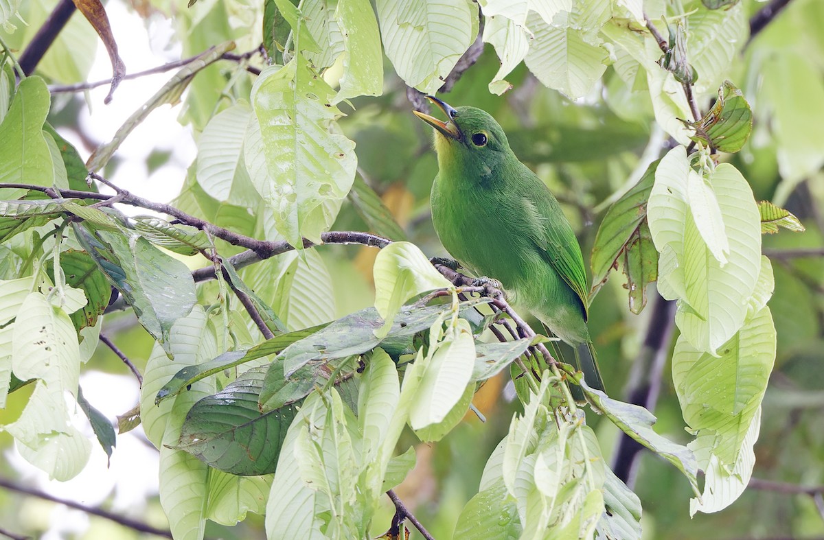 Philippine Leafbird - ML617643863