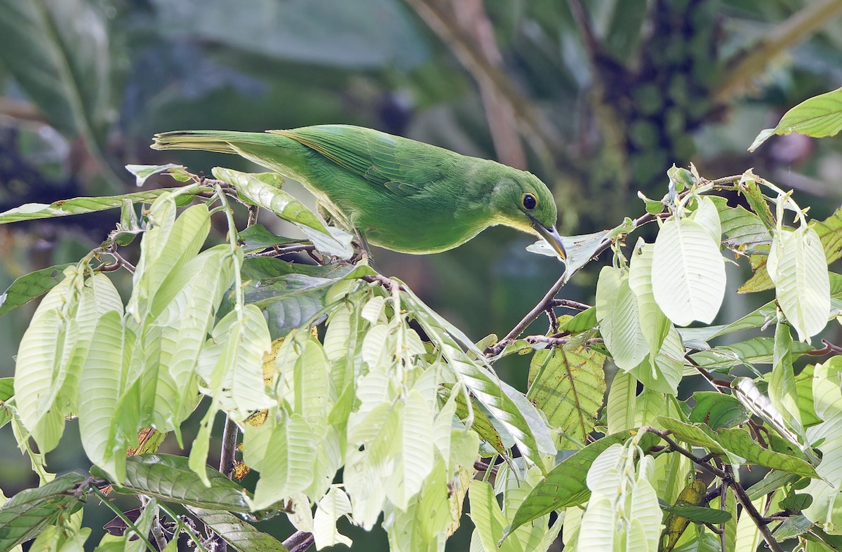 Philippine Leafbird - Robert Hutchinson