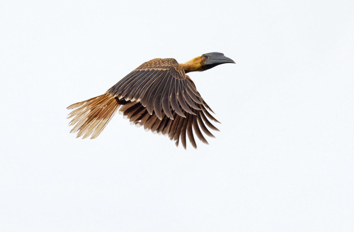 Rufous Hornbill (Southern) - ML617643869