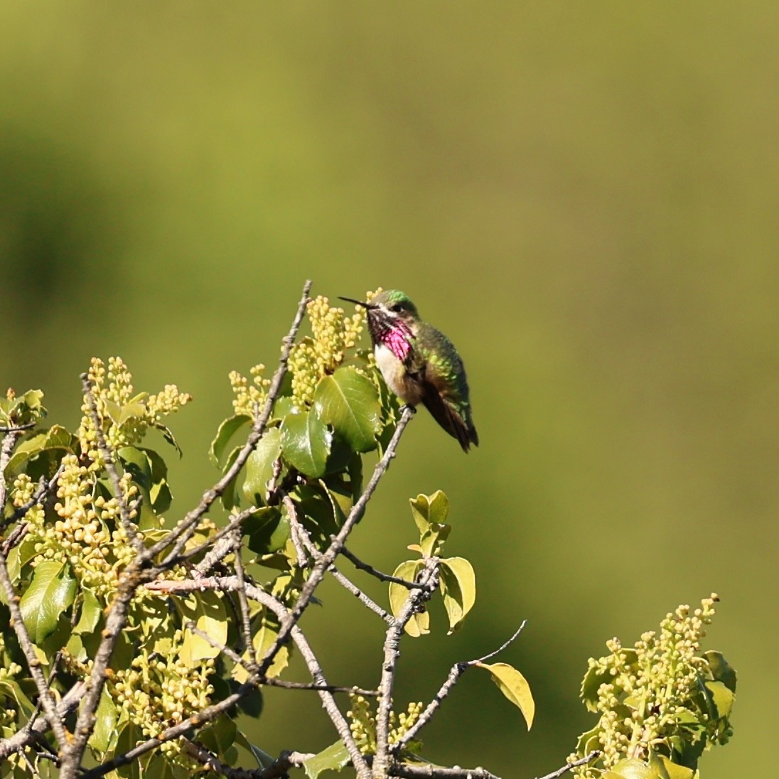 Calliope Hummingbird - ML617643883
