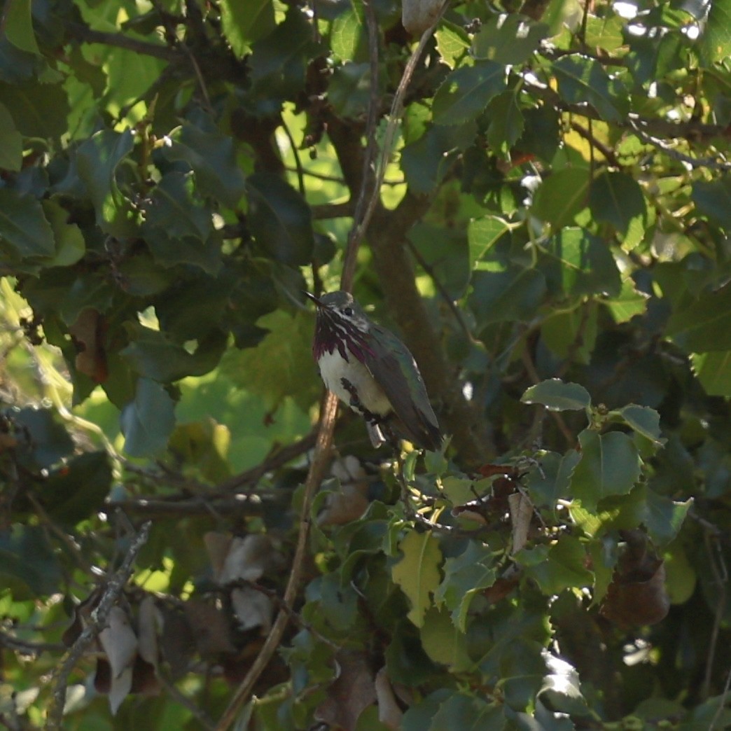 Calliope Hummingbird - ML617643884