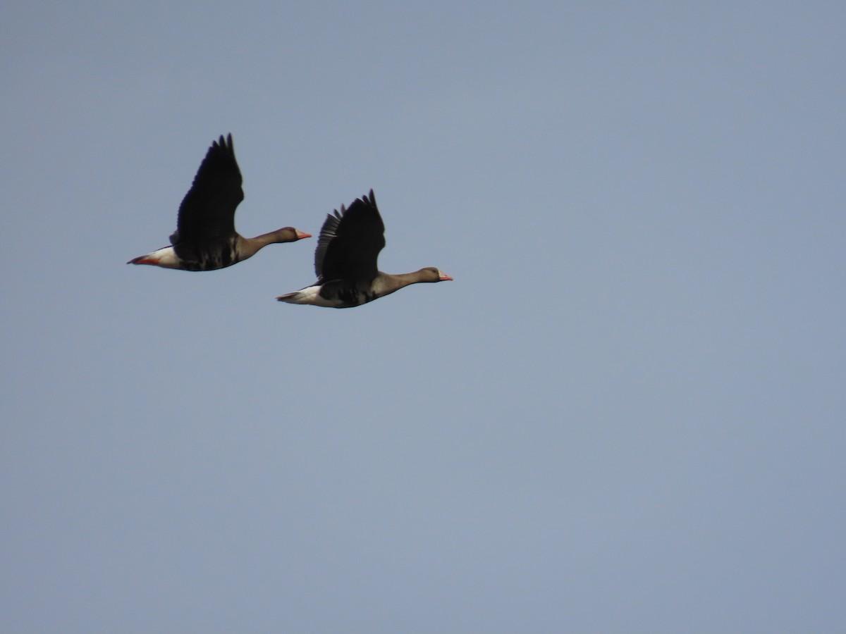 Greater White-fronted Goose - ML617643981