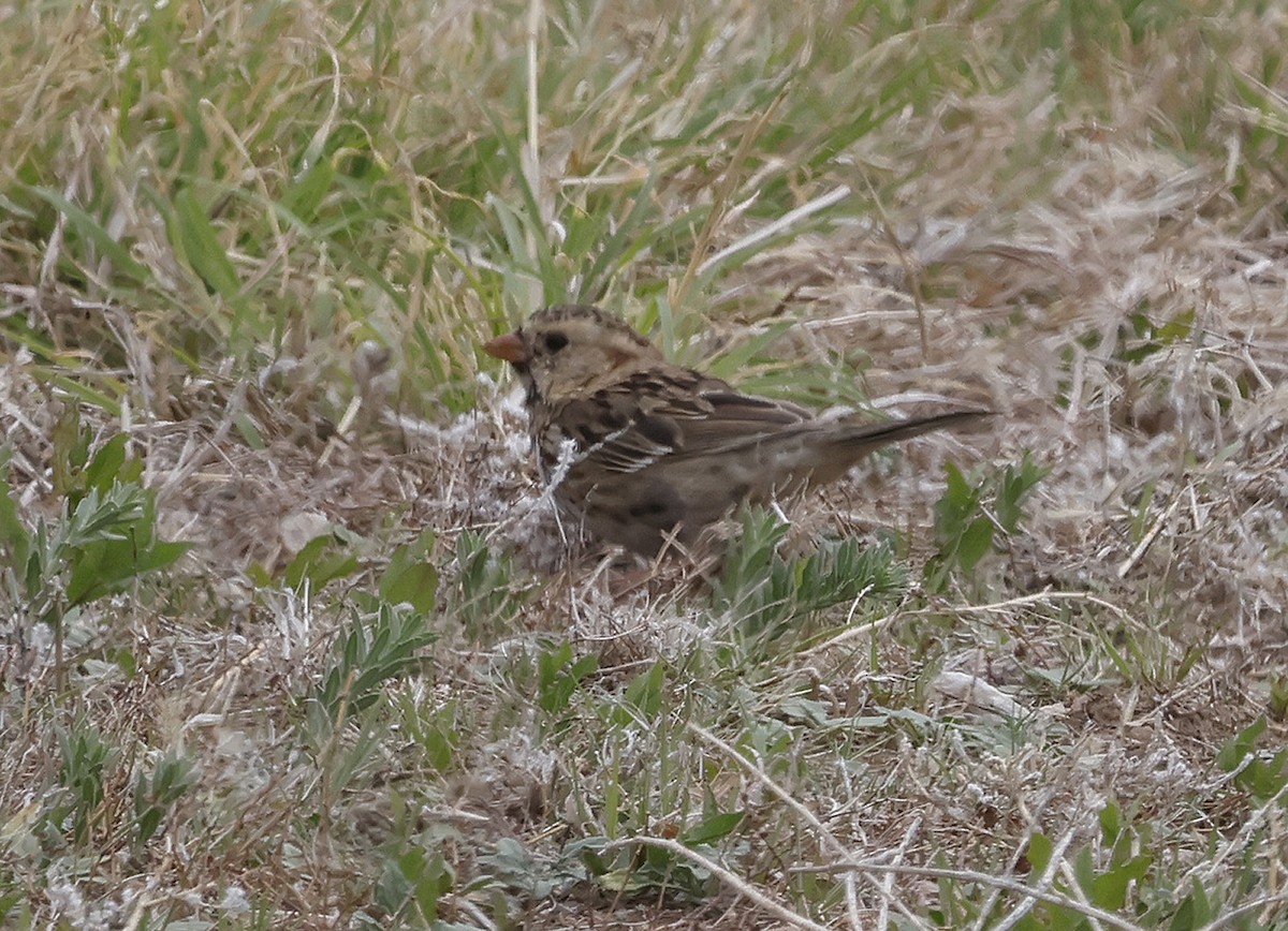 Harris's Sparrow - ML617644101
