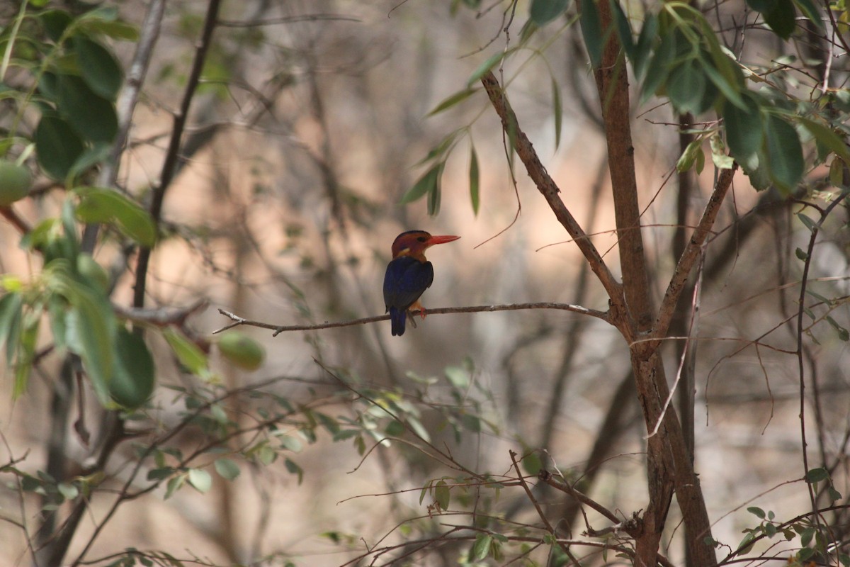 African Pygmy Kingfisher - ML617644207