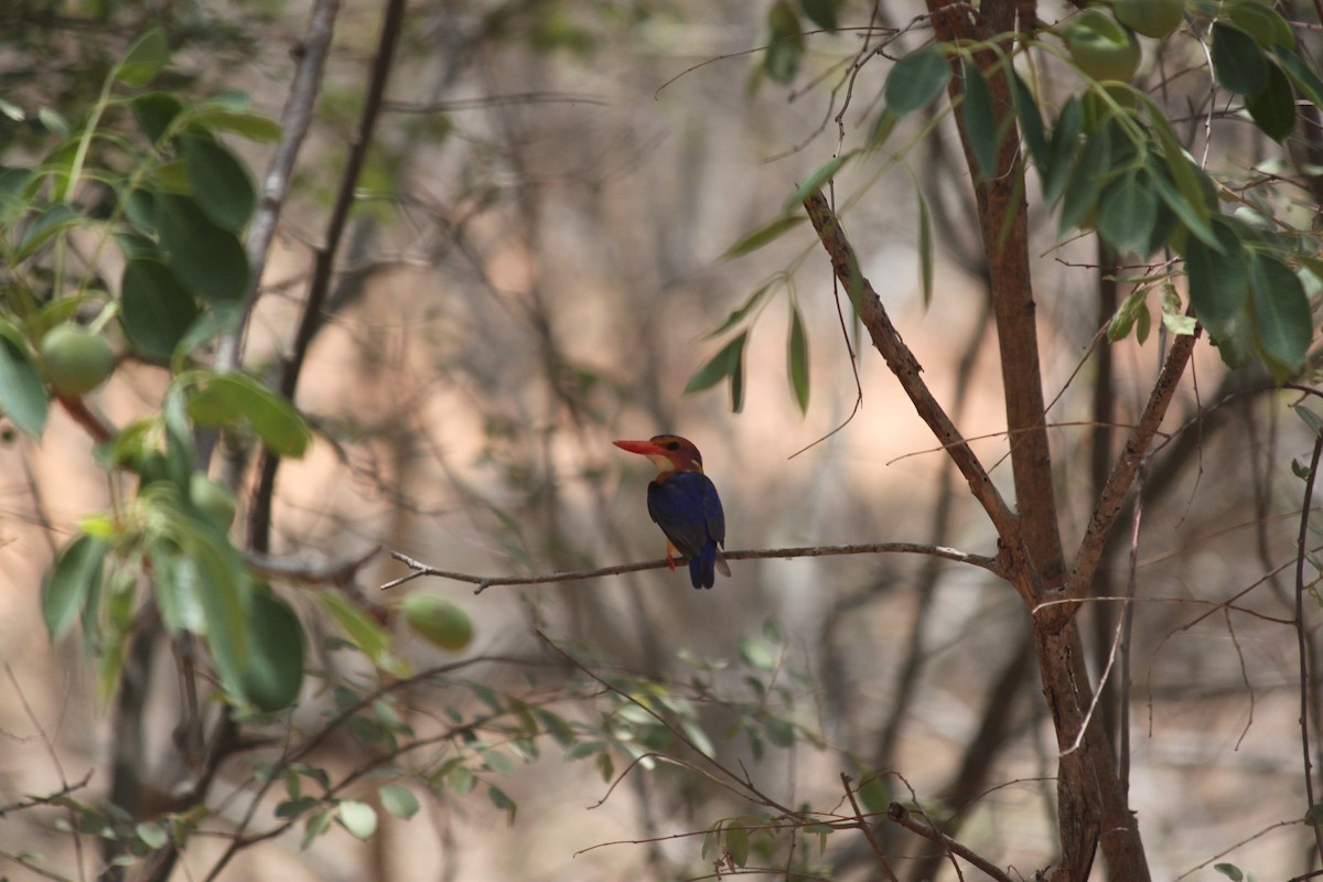African Pygmy Kingfisher - ML617644208