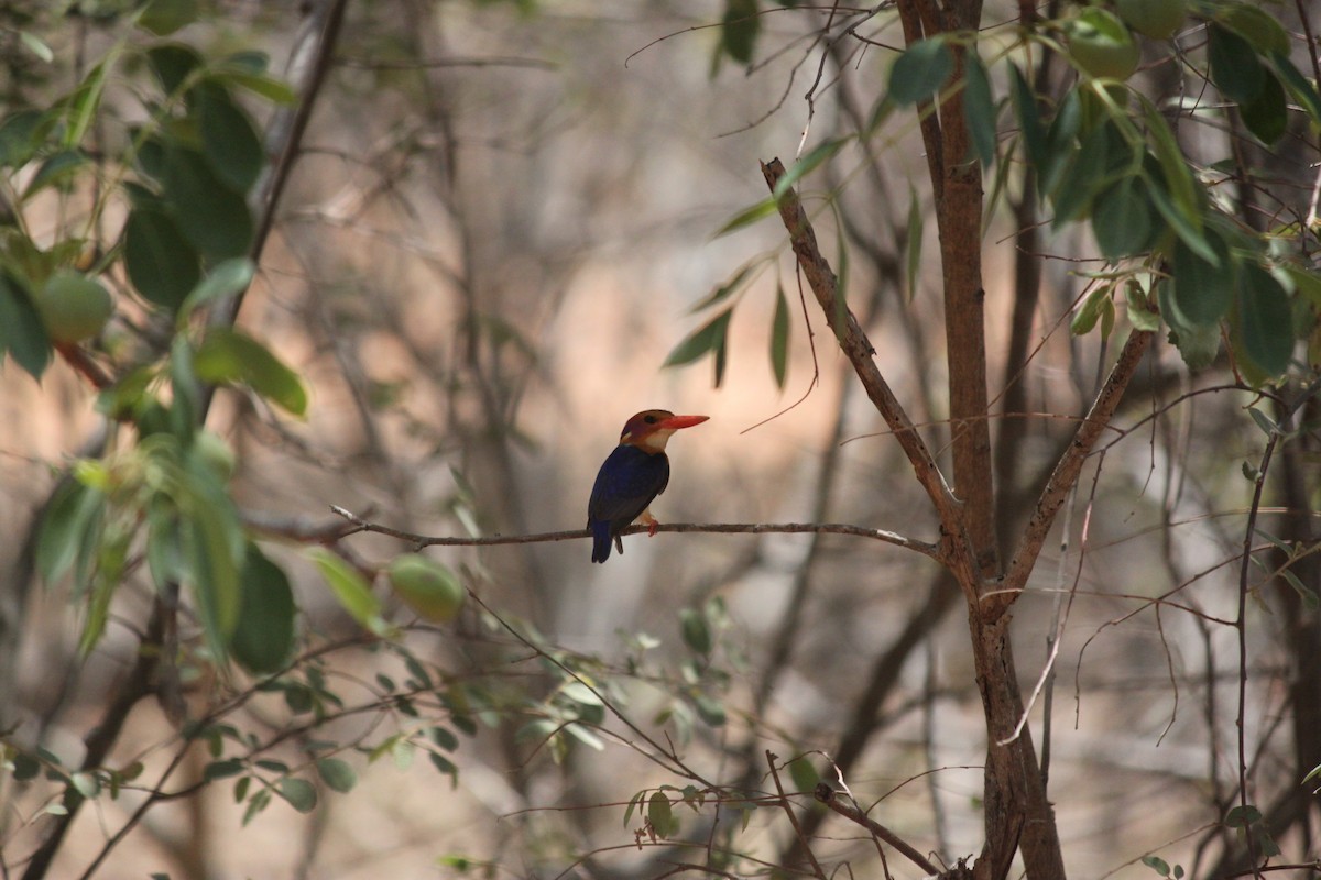 African Pygmy Kingfisher - ML617644209
