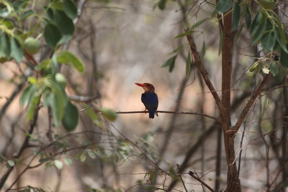 African Pygmy Kingfisher - ML617644210