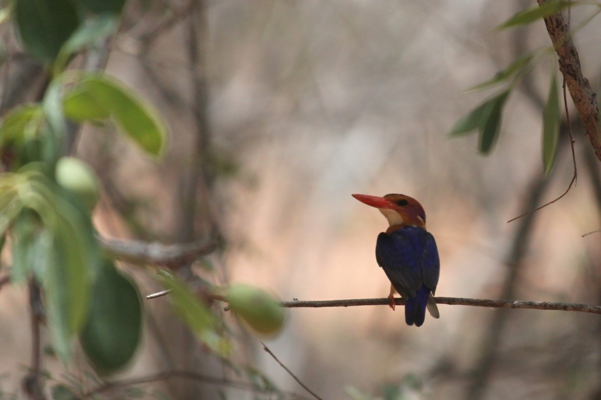 African Pygmy Kingfisher - ML617644213