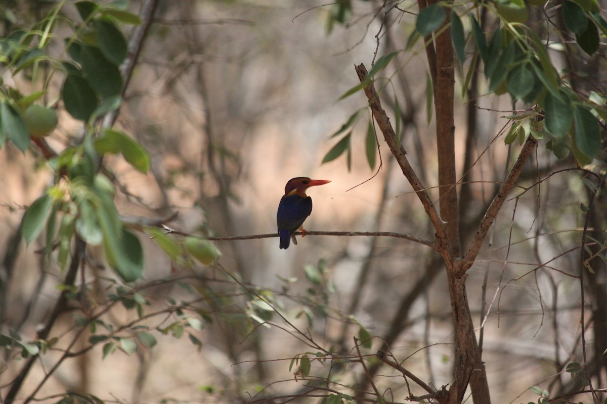 African Pygmy Kingfisher - ML617644215