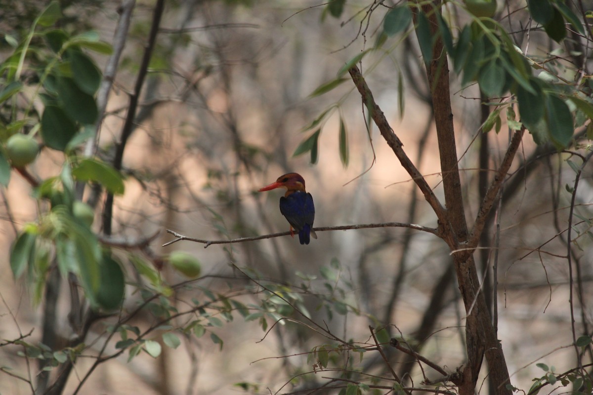 African Pygmy Kingfisher - ML617644218