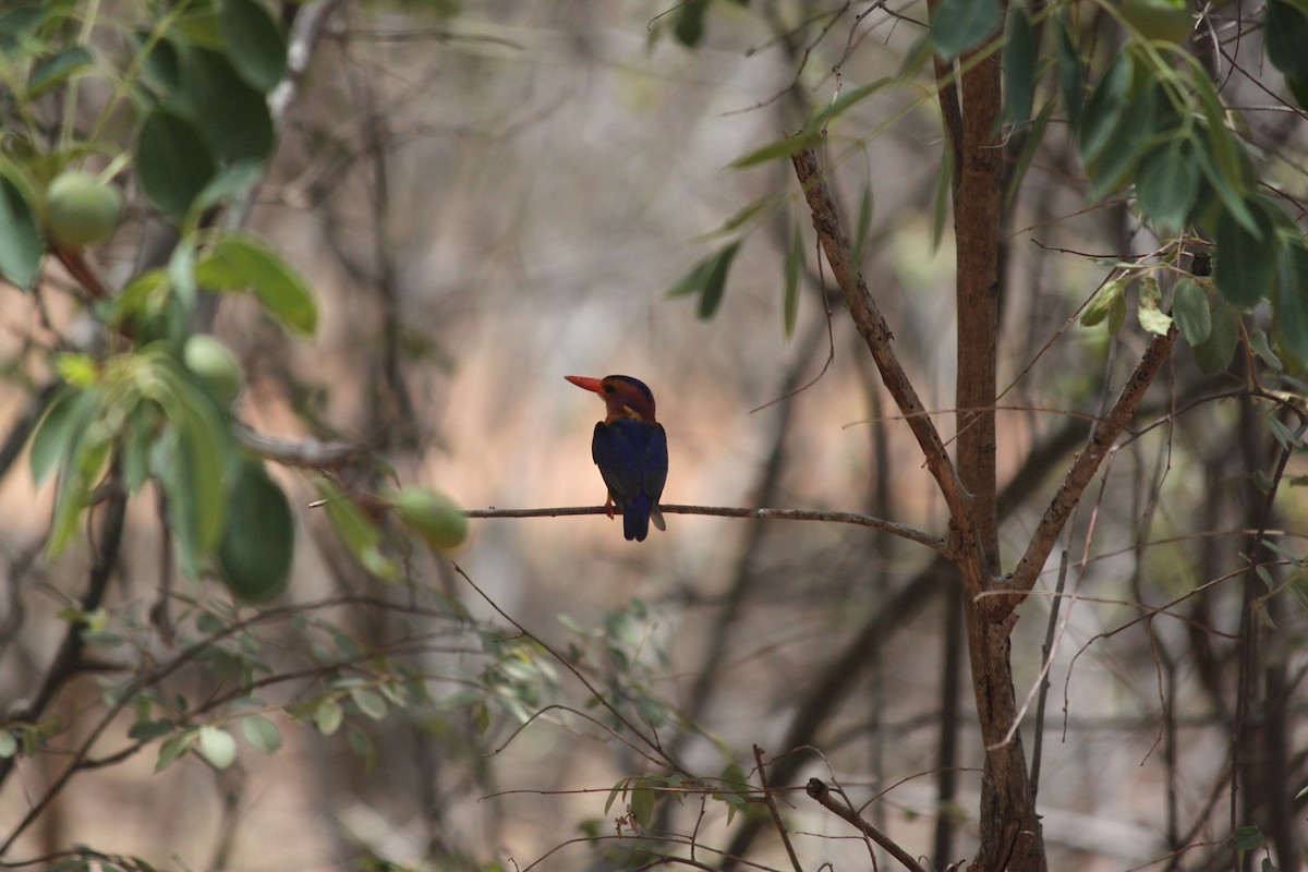 African Pygmy Kingfisher - ML617644220