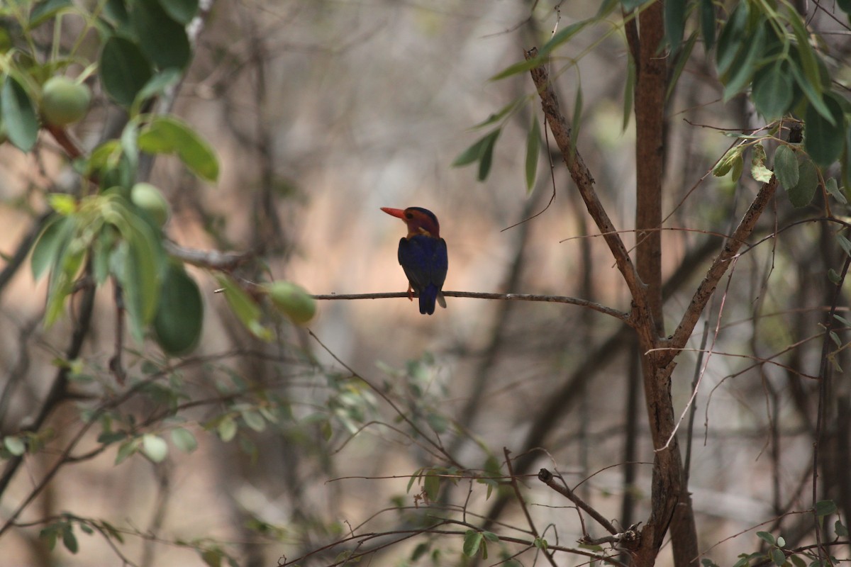 African Pygmy Kingfisher - ML617644221