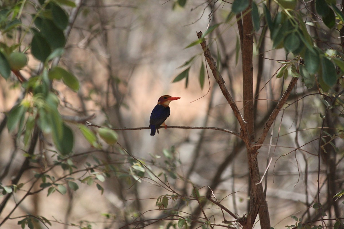 African Pygmy Kingfisher - ML617644224