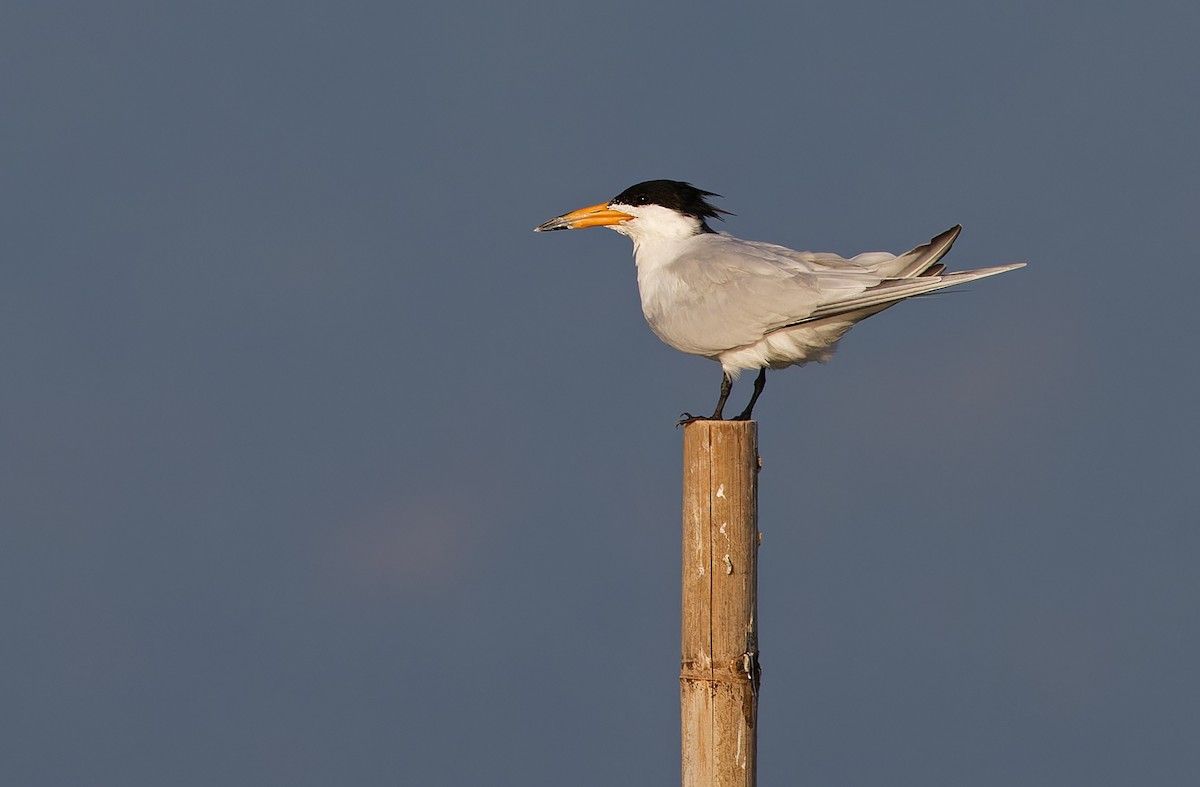 Chinese Crested Tern - ML617644227