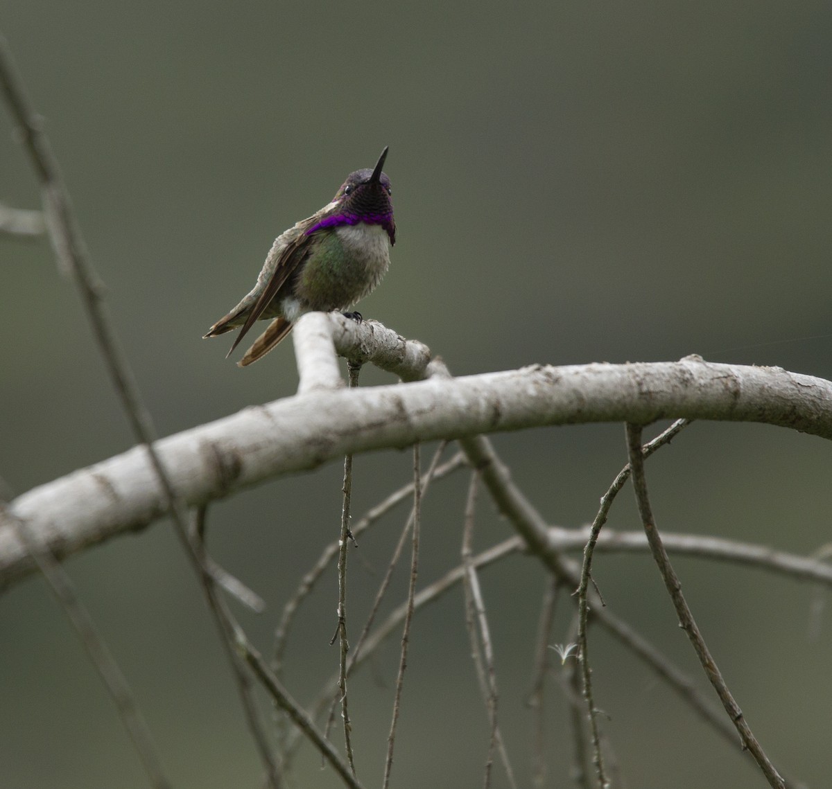 Costa's Hummingbird - Audrey E.