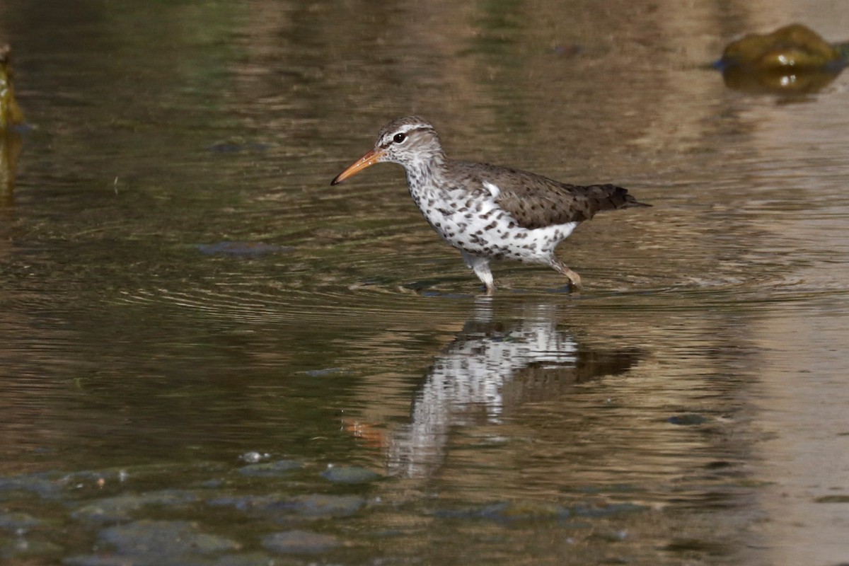 Spotted Sandpiper - Richard Fray