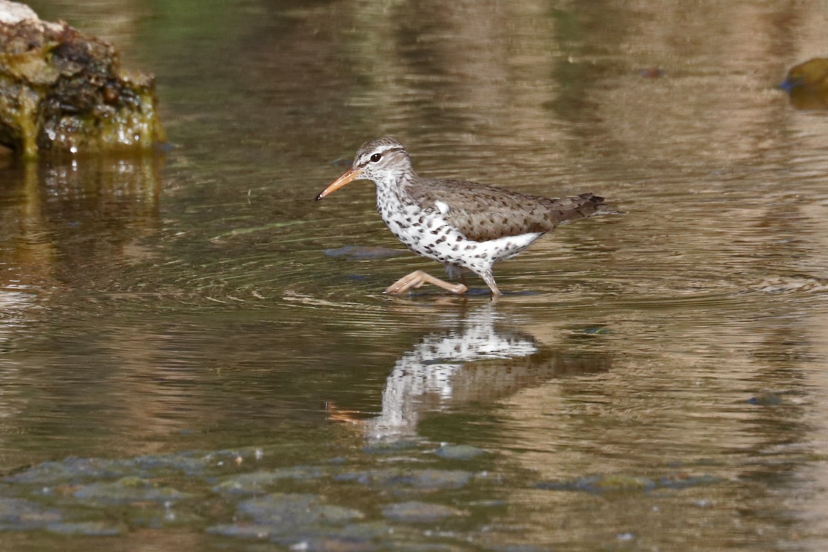 Spotted Sandpiper - Richard Fray
