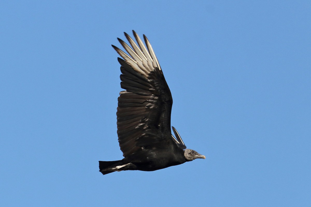 Black Vulture - ML617644271