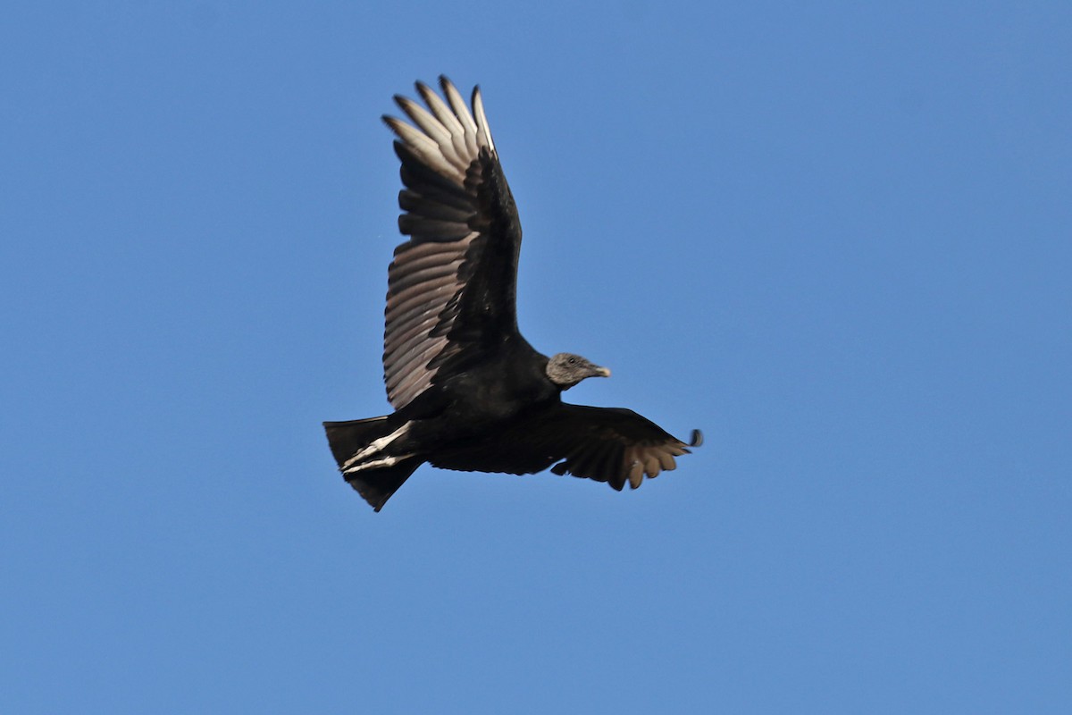 Black Vulture - ML617644272