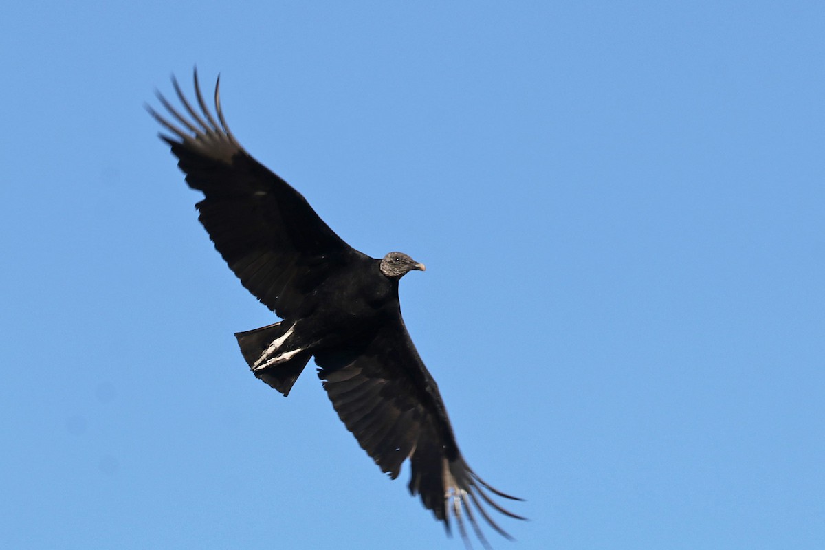 Black Vulture - Richard Fray