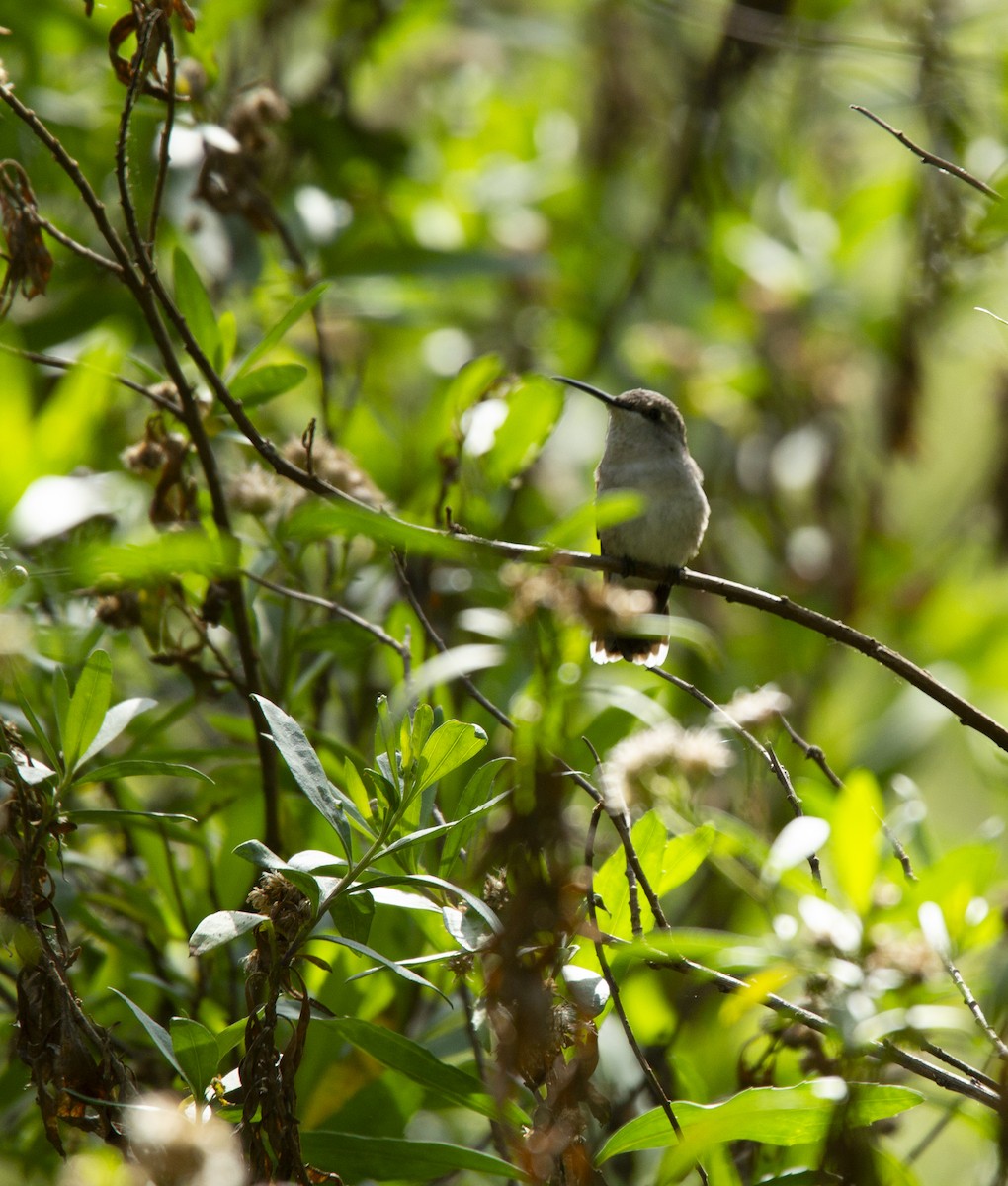 Black-chinned Hummingbird - Audrey E.