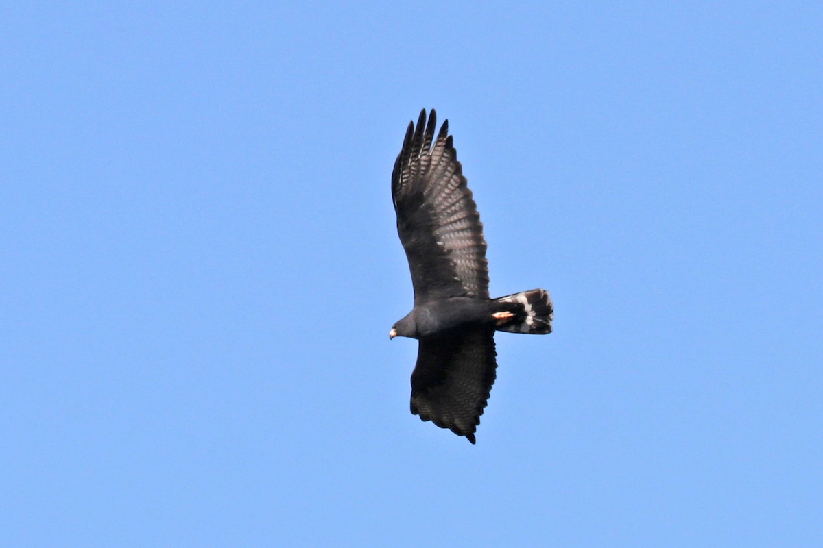 Zone-tailed Hawk - Richard Fray