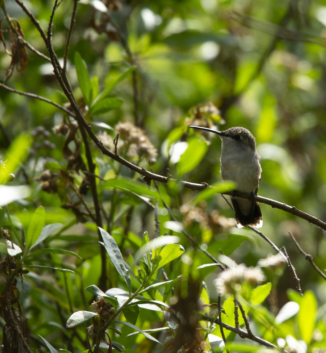Black-chinned Hummingbird - ML617644282
