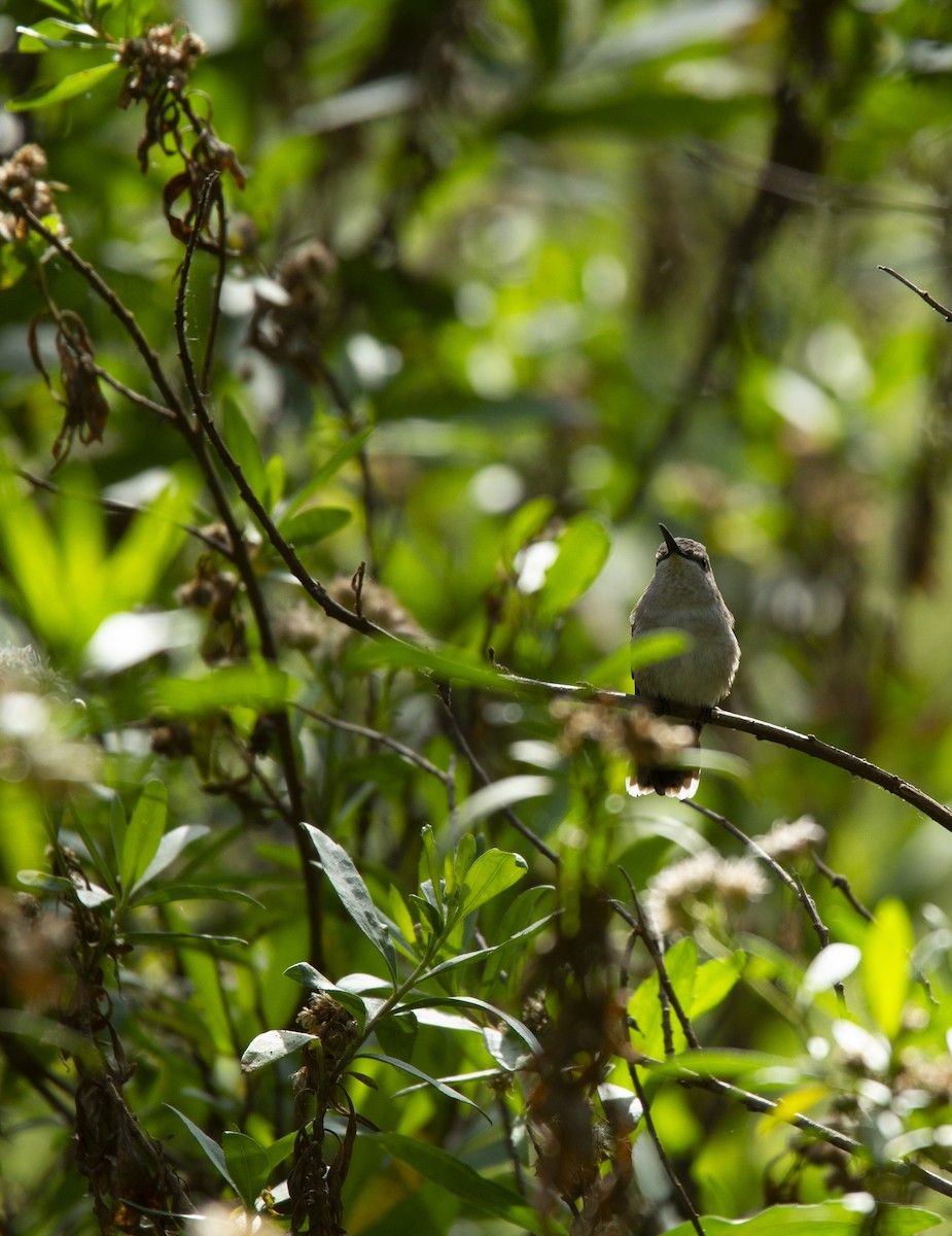 Black-chinned Hummingbird - Audrey E.
