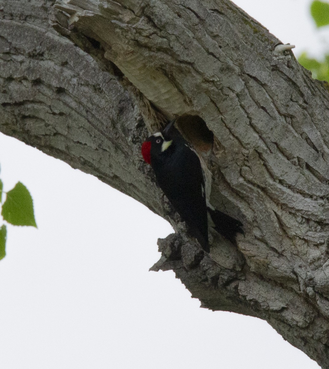 Acorn Woodpecker - ML617644287