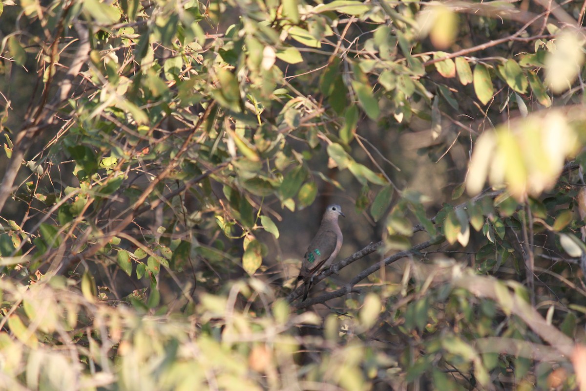 Emerald-spotted Wood-Dove - ML617644334