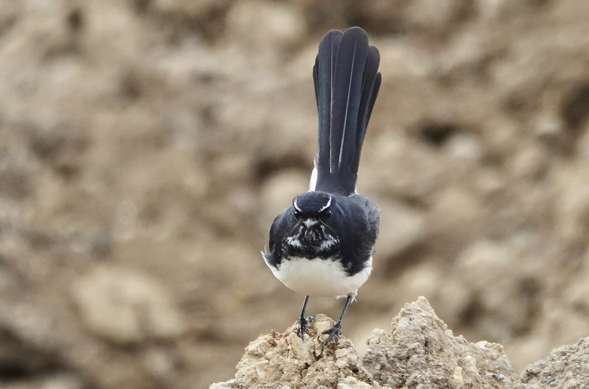 Willie-wagtail - john cull
