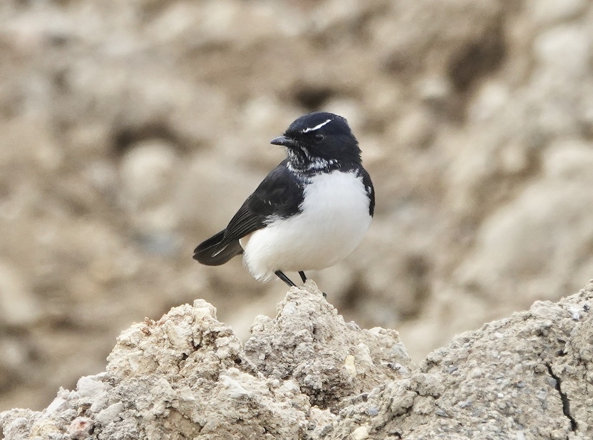 Willie-wagtail - ML617644401