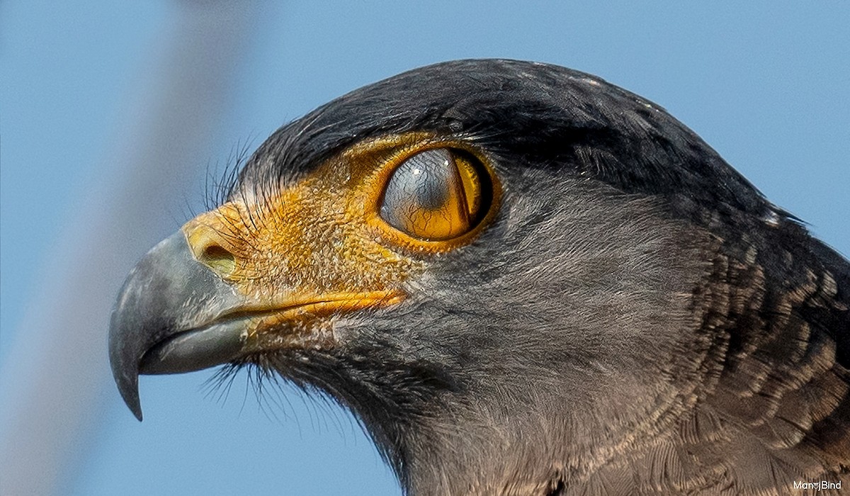Crested Serpent-Eagle - ML617644407